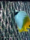 GreatBarrierReef-190322-28