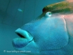 GreatBarrierReef-190322-41