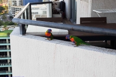 Sydney-190305-009